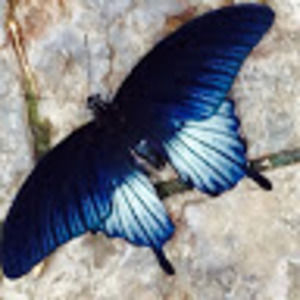 Meet your Posher, Dawn